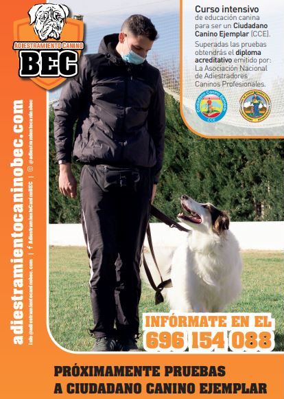 CURSO INTENSIVO Y PRUEBA DE CIUDADANO CANINO EJEMPLAR. Más información en tf. 696 154 088. Adiestramiento Canino BEC. LOMAS DE GALLEGO-ZUERA (ZARAGOZA)